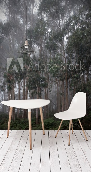 Picture of Eukalyptuswald im Nebel